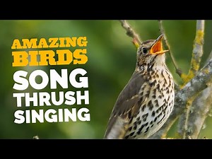 Best Bird Sounds - Song Thrush Singing a Sublime Dawn Chorus
