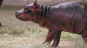 We are thrilled to announce that we got quite a treat the day before Halloween… with the arrival of a much-anticipated baby hippopotamus to your Dallas Zoo family! Boipelo gave birth to a healthy hippo calf on Sunday, Oct. 30 around 5:30 p.m. Both mom and baby are doing well and have been bonding behind the scenes, while dad Gus and half-sister Adanna spend time on habitat. The animal team had been closely monitoring Boipelo for several weeks as her birth window neared. Signs of labor started mi