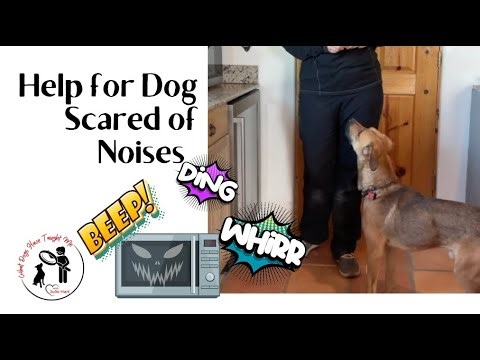 Help for Dog Scared of Noises
