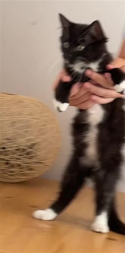 Dancing rizz cat #cat #cute #kitten #catsoftiktok #cattok #pets