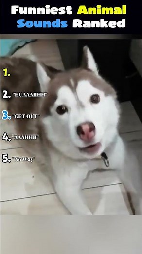 Top 5 Funniest Animal Sounds EVER 🐾 (Ranked!)