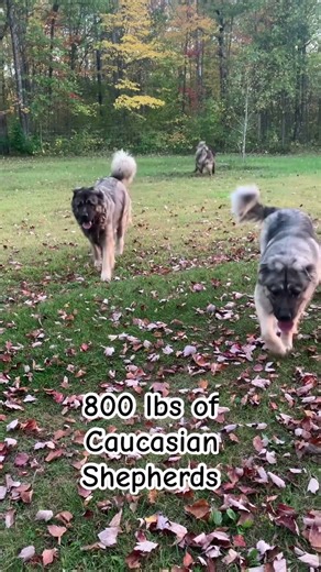 Big Fluffy Day in the Yard | Halo, Shelby, Kodiak & Navy