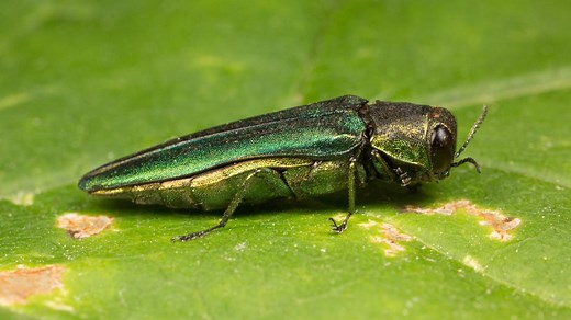Invasion of emerald ash borer spreads in Colorado
