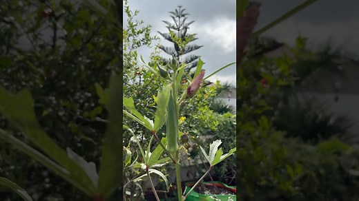 Saturday morning: terrific terrace view with green veggies #mygreenishnest #terracegardening