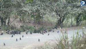 20K views · 137 reactions | ‎[DENUNCIA] ‎ ‎Ciudadanos de la vía...