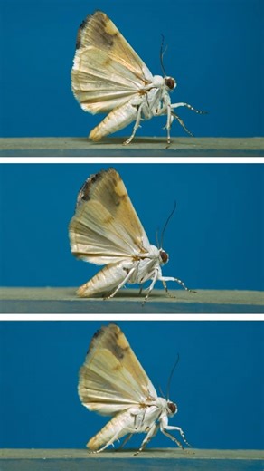 Owlets moths in flight! #insects #science