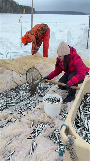 ลากปลาใต้ทะเลน้ำแข็ง: ชีวิตชาวประมงฟินแลนด์