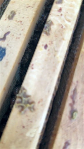 “We Need Bees to Survive” | PureWave® Cell Placement (Missouri Beekeeper)
