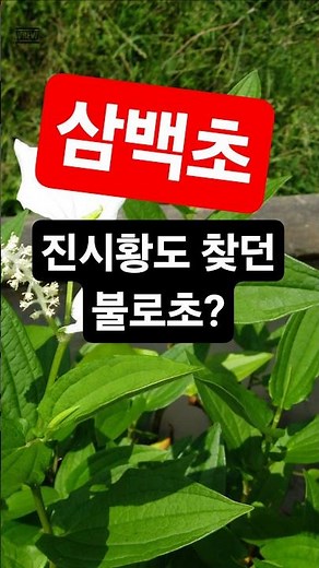 진시황이 찾던 불로초? 삼백초의 놀라운 효능 #삼백초, #삼백초효능 #건강정보 #50대건강