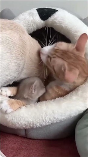 Cat and dog friends