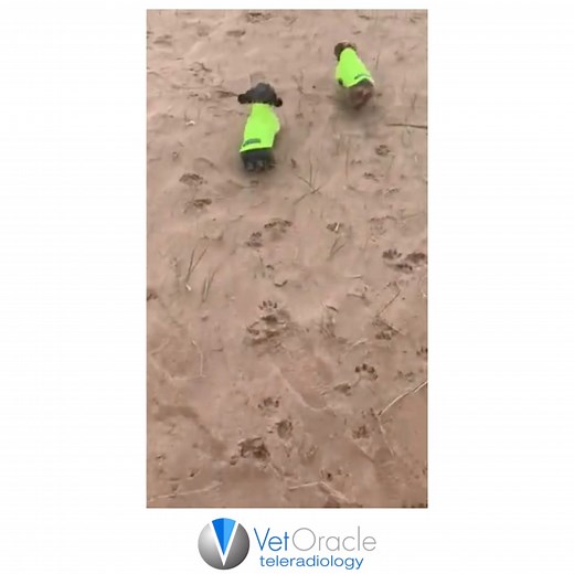 11K views · 174 reactions | CANINE LAFORA DISEASE Fascinating video...