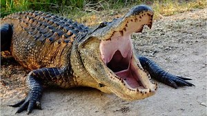 Man bitten by an alligator he thought was a dog