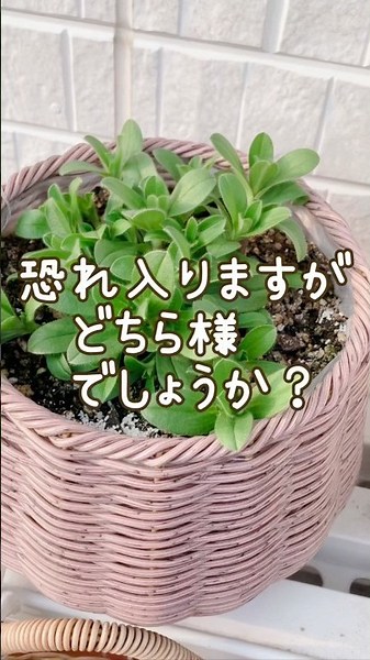 【落胆】大切に育てていた花が一体...宿根草の闇#shorts