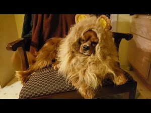 Raleigh, rescue alum, getting his "roar" on for the big day tomorrow.🎃💀 #ItsAllAboutTheDogs | American Cavalier King Charles Spaniel Rescue Trust