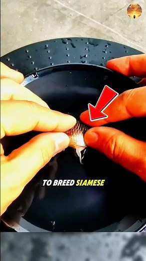 How Betta Fish Breeding Actually Works 🐟😳🧪
