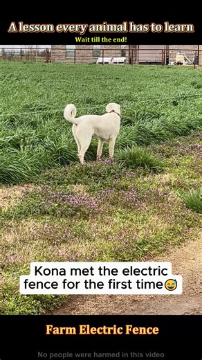 Dog Learns Boundaries from Fence — Farm Life Moment