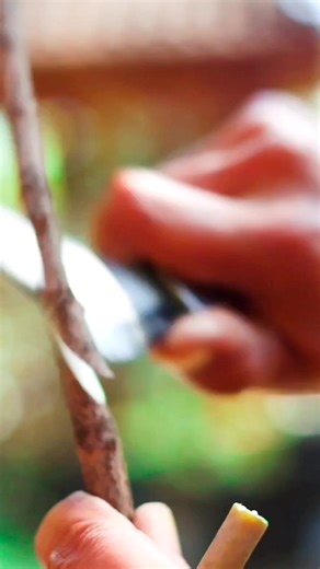 20K views · 298 reactions | Bud grafting tips on mango trees #gardeningfruit #graftingtechniques #relaxing #gardening101 #nursery #penjing #ihavethisthingwithplants #cultivation #injertos #innesto #زراعة | GraftingPlants | Facebook