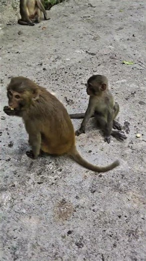 Nha Trang Travel Guide: Monkey Island Vietnam with Kids! 🐒