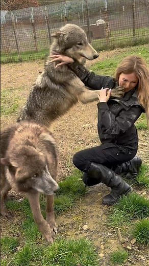 Girl is jumped on by HUGE WOLVES #wolf #wolves