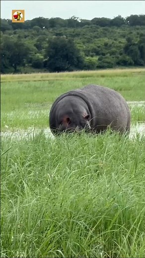 Hippo Sounds 🦛 Deep Grunts and Soft River Splashes