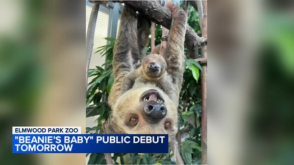 Elmwood Park Zoo in Norristown introduces baby sloth named 'Beanie's Baby'