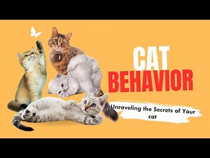Cat Behavior