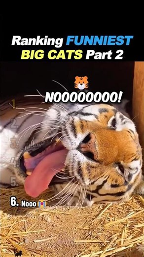 Ranking FUNNIEST Big Cat Core Part 2! 🐯