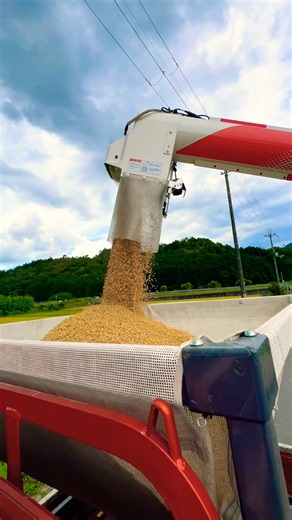 再生二期作用の田んぼを刈り取り‼️ #kubota #harvester #harvesters #コンバイン #combine #農業 #農家 #割倒#割稲 #現代農業 #farming