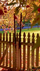 Good Morning from Dora Duck and her “Entourage”!! #DoraDuck #HeathcliffeandLouie #muscovyduck #chinesegeese #FeatheredFriends #Fallmorning #autumnleaves | Carolyn Gracie