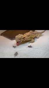 102K views · 1.8K reactions | What you see here is a rescue we got...