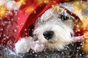 ブルークリスマス 歌詞の意味 和訳 Blue Christmas エルヴィス・プレスリー