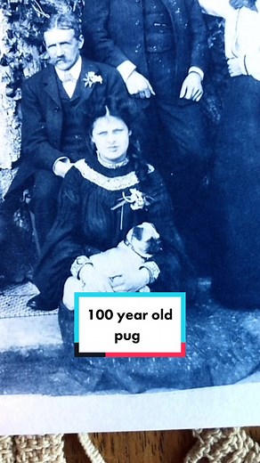 Vintage Pug Photography: Cyanotype Prints and Antique Dog Portraits