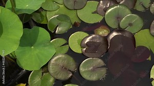 Aquatic plants. Pan of a pond growing Nymphaea Black Princess hardy water lily and Xin Jin Xia lotus. Beautiful green leaves foliage color and texture combination.