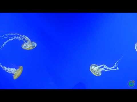 Jellyfish at Georgia Aquarium | Mesmerizing Jellyfish Cam| Watch Live