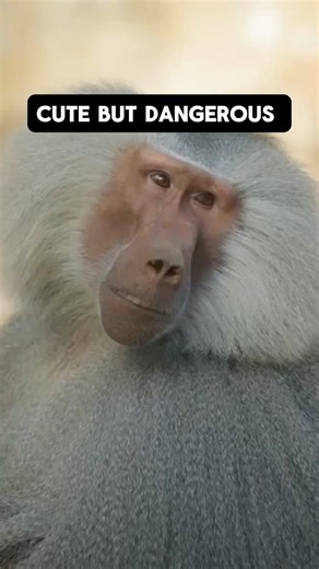 The Dangerous Truth About Baboons: Why They're Not Cute Primates🦍🦍🦍
