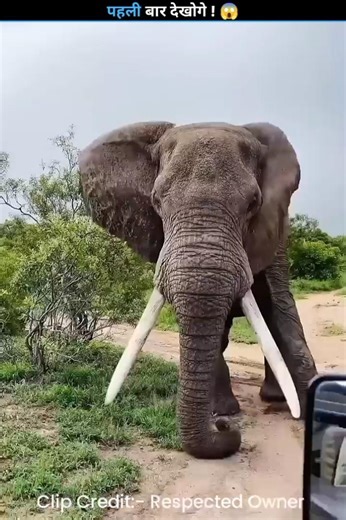 Can An And Kill A Big Elephant ? #facts #ant #elephant #shorts