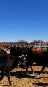 20K views · 116 reactions | Practice in the Team Roping Capital. #trendingnow #trendingvideo | Country Life | Facebook