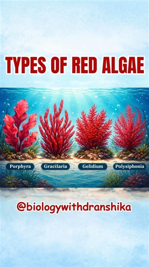 Types of Red Algae🌿 #red #algae #marinealgae #neetpreparation #biology #education #algae