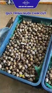 NUÔI CHIM CÚT HIỆU QUẢ KINH TẾ