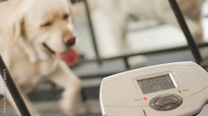 Golden labrador runs on the treadmill