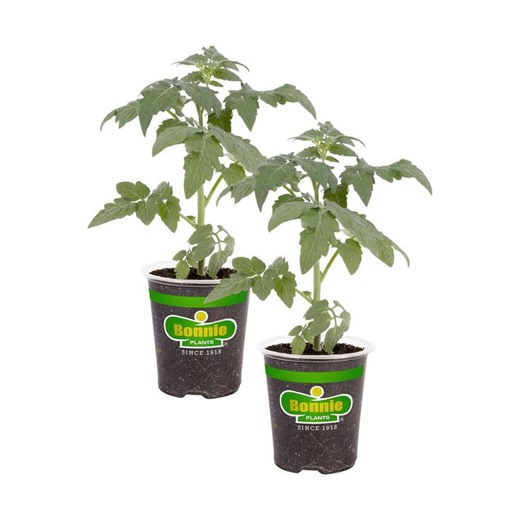 Check The Home Depot's Q&A Before Buying: Bonnie Plants 19.3 Park's Whopper Improved Tomato Plant (2-Pack)