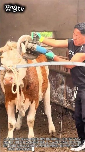 위험하게 자란 소 뿔을 안전하게 제거하는 작업 #worker #process #animals #cattle #farming
