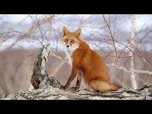 Red Fox: Survival & Challenges in The Wild | Fox Facts