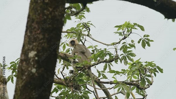 Monkey in Chitwan Wildlife Reserve in Nepal, Common Langur Monkeys in Chitwan National Park, Asia and Nepalese Animals and Nature, Climbing in a Tree