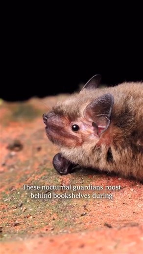 60K views · 1.8K reactions | For centuries, The Joanina Library has...