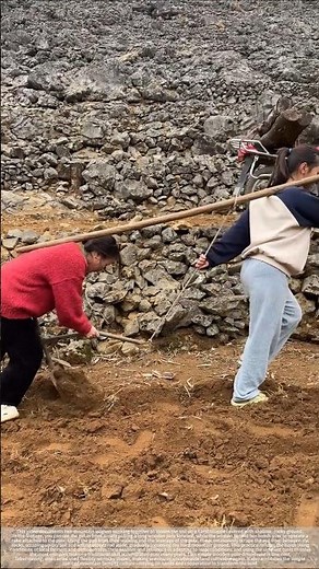 Traditional farming: Two people and one pole to pry open the soil between the rocks
