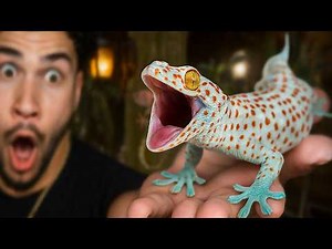 Catching HUGE INVASIVE TOKAY GECKOS For The Backyard!