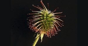 From Nature to NASA: The Fascinating Story of Velcro, a Pioneering Masterpiece of Biomimicry