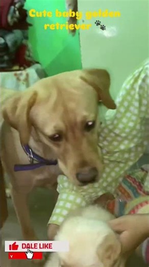 Baby Dayna Meets Golden Retriever Puppy… Too Much Cuteness 🐶💛