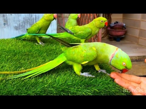 Bolne Wala Mithu Tota | Parrot Talking Videos Compilation | Mithu Tote Ki Awaaz | Indian Parrot